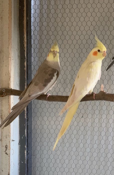 2 casais de caturras