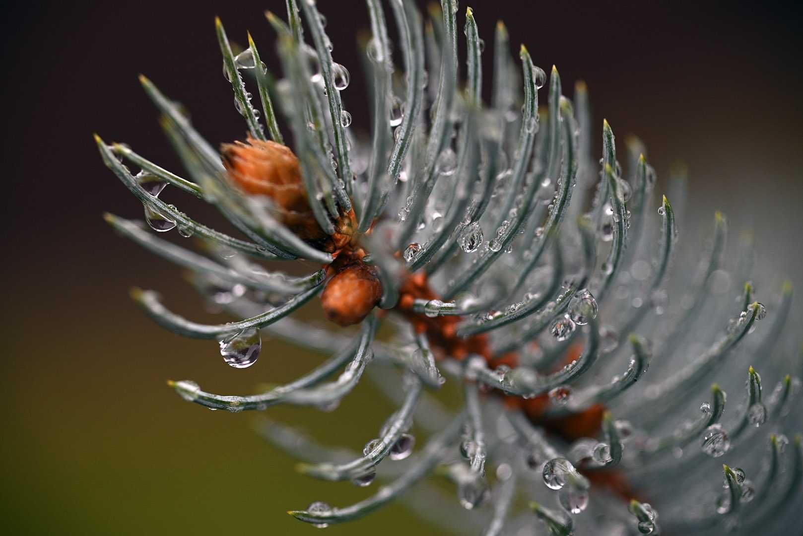 MF Tamron 90/2,5 macro SP Adaptall 52BB світлосильний макро/портретник