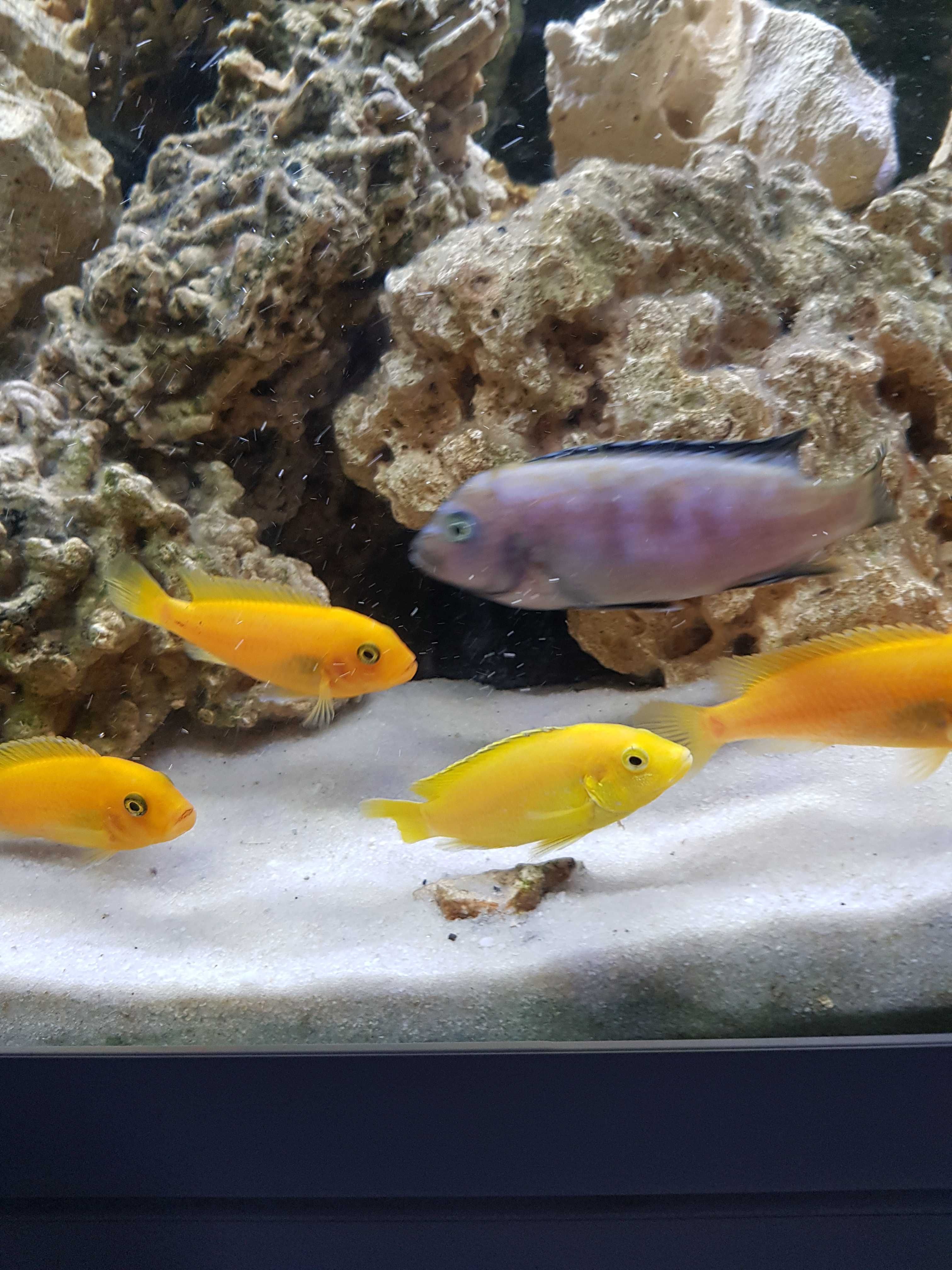 Pyszczaki Yellow, pyszczak żółty, harem 1+3