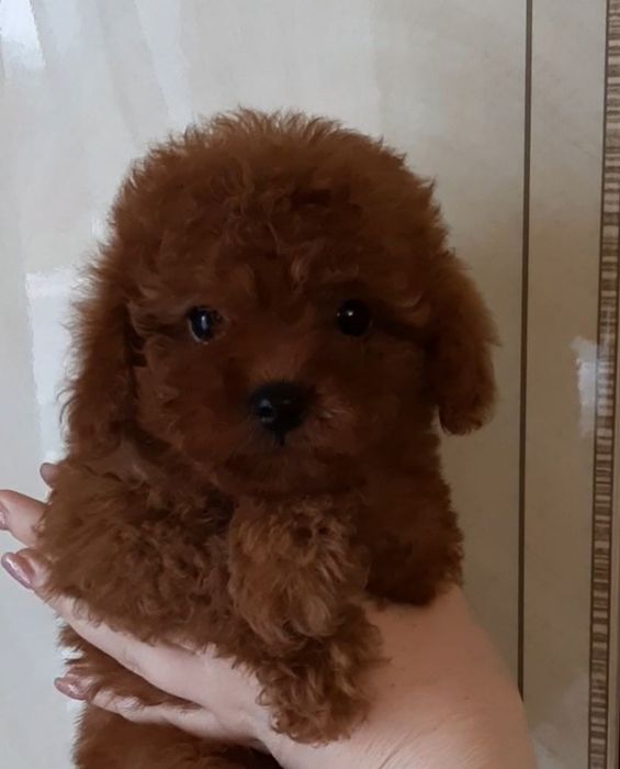 Ред-браун мини тикап пудель на вязку