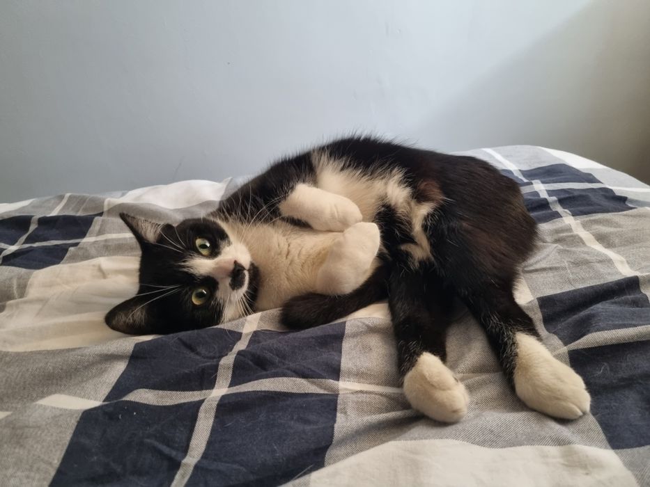 Niepełnosprawna Borówka szuka domu