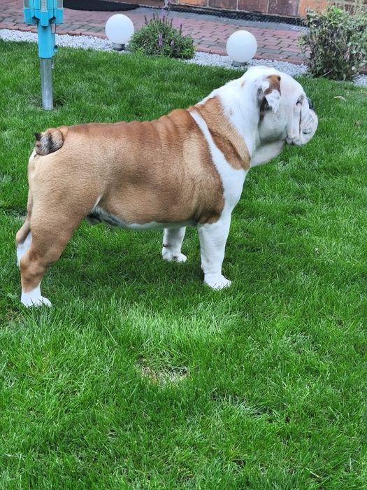 Buldog angielski FCI PIESEK