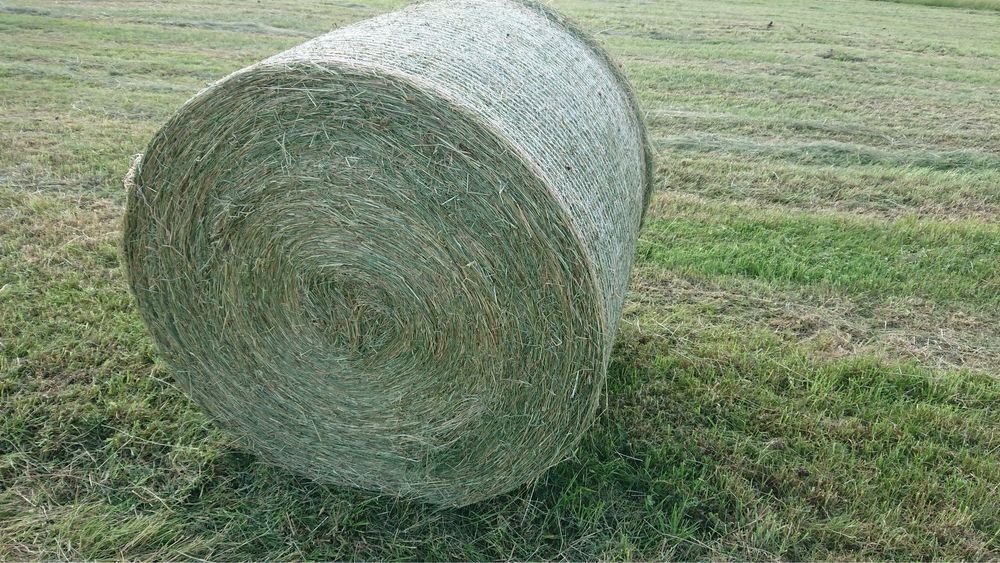 Siano dla koni / baloty dla koni / siano 1 pokos tegoroczne / belki