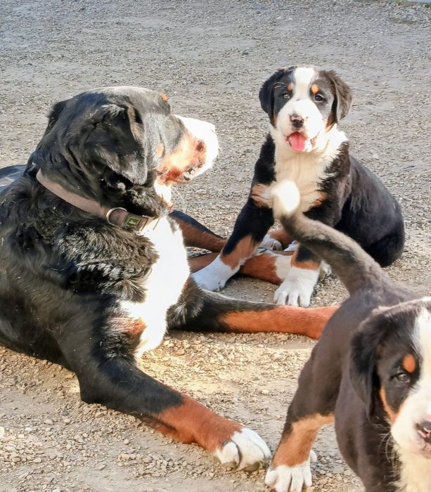 Duży szwajcarski pies pasterski