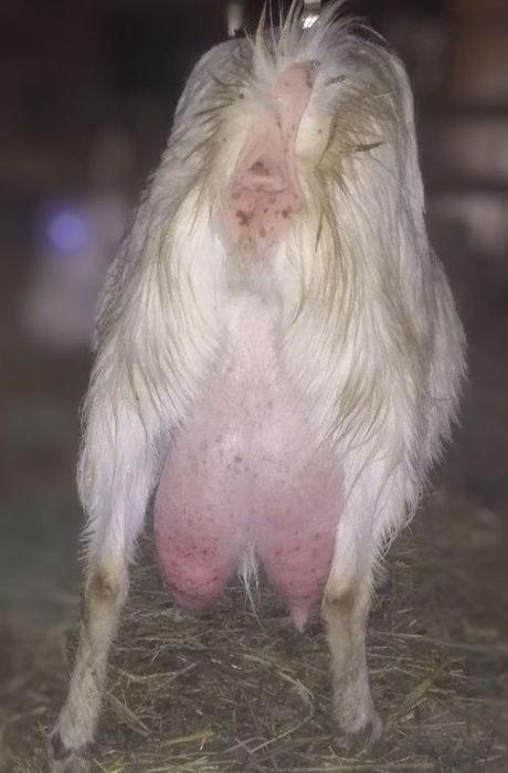 Кози дійні Зааненської породи