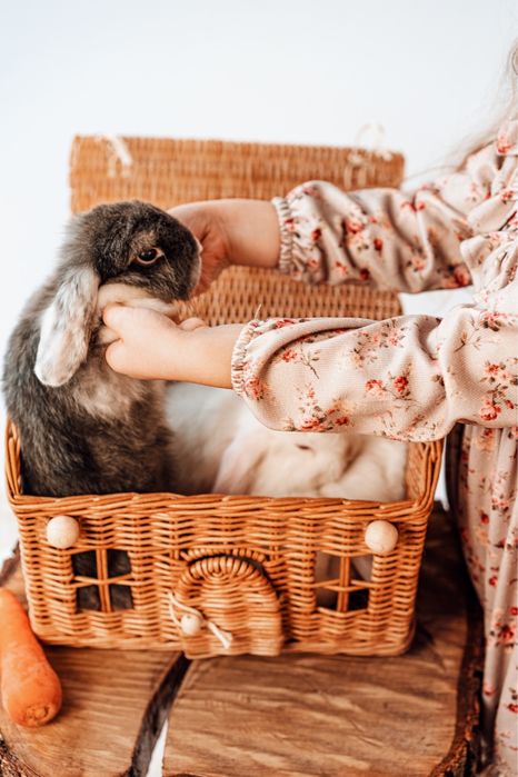 Кролик Тедді, висловухий кролик, МиниЛоп з вакцинацією