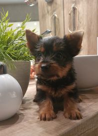 Śliczny Yorkshire terrier chłopczyk z rodowodem