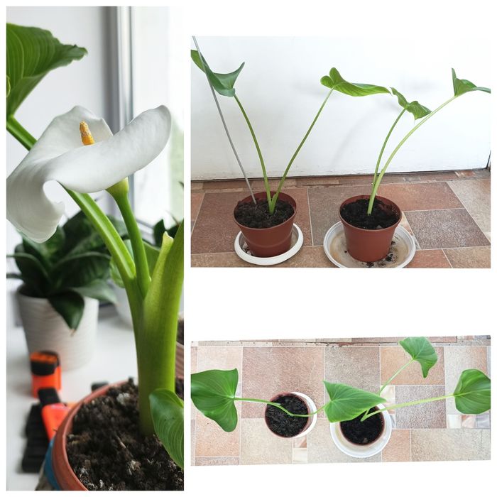 Амариліс (Гіпеаструм) червоний, Кала (Зантедексія) біла, Сансевієрія
