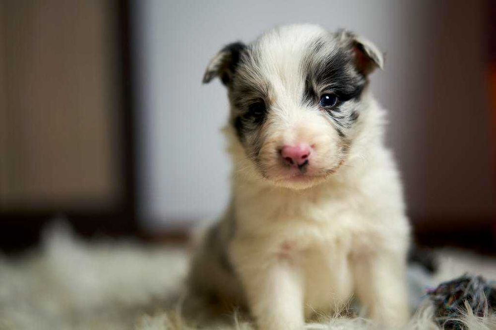 Wspaniały szczeniak Border Collie - Ozzy.