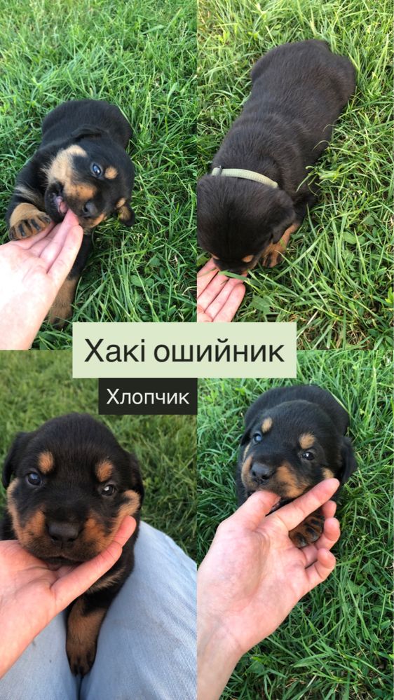 Цуценята Ротвейлера, чистокровні