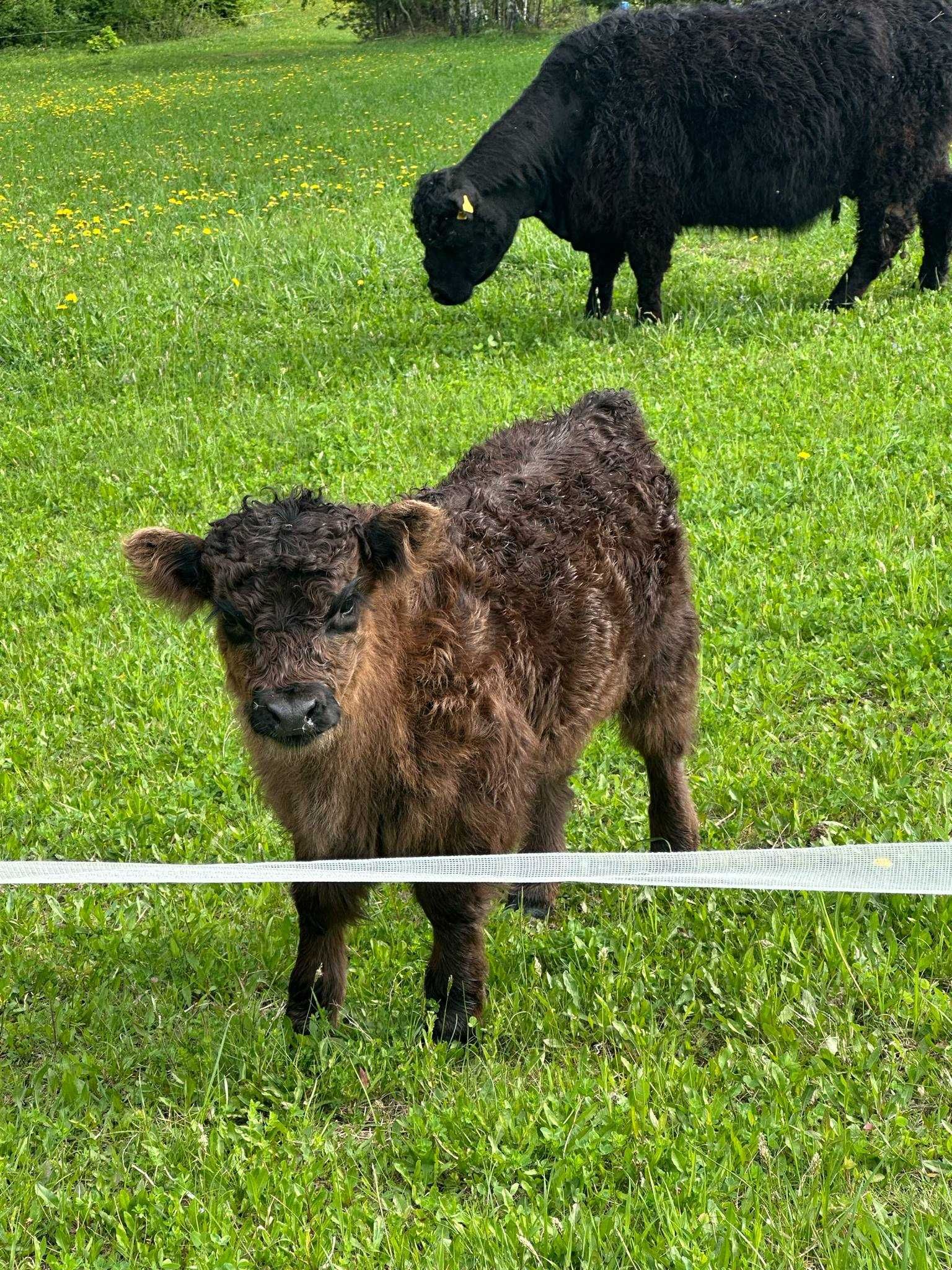 Cielęta Galloway