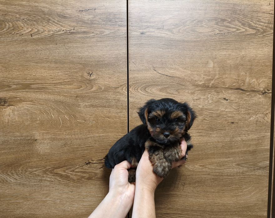 Yorkshire terrier miniaturka
