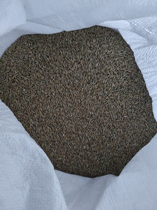 Sprzedam zboże różne odmiany