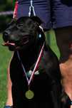 American Pit Bull Terier