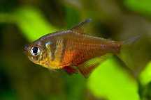 Tetra Czerwona - Bystrzyk