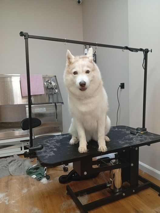 Fryzjer dla psa Groomer
