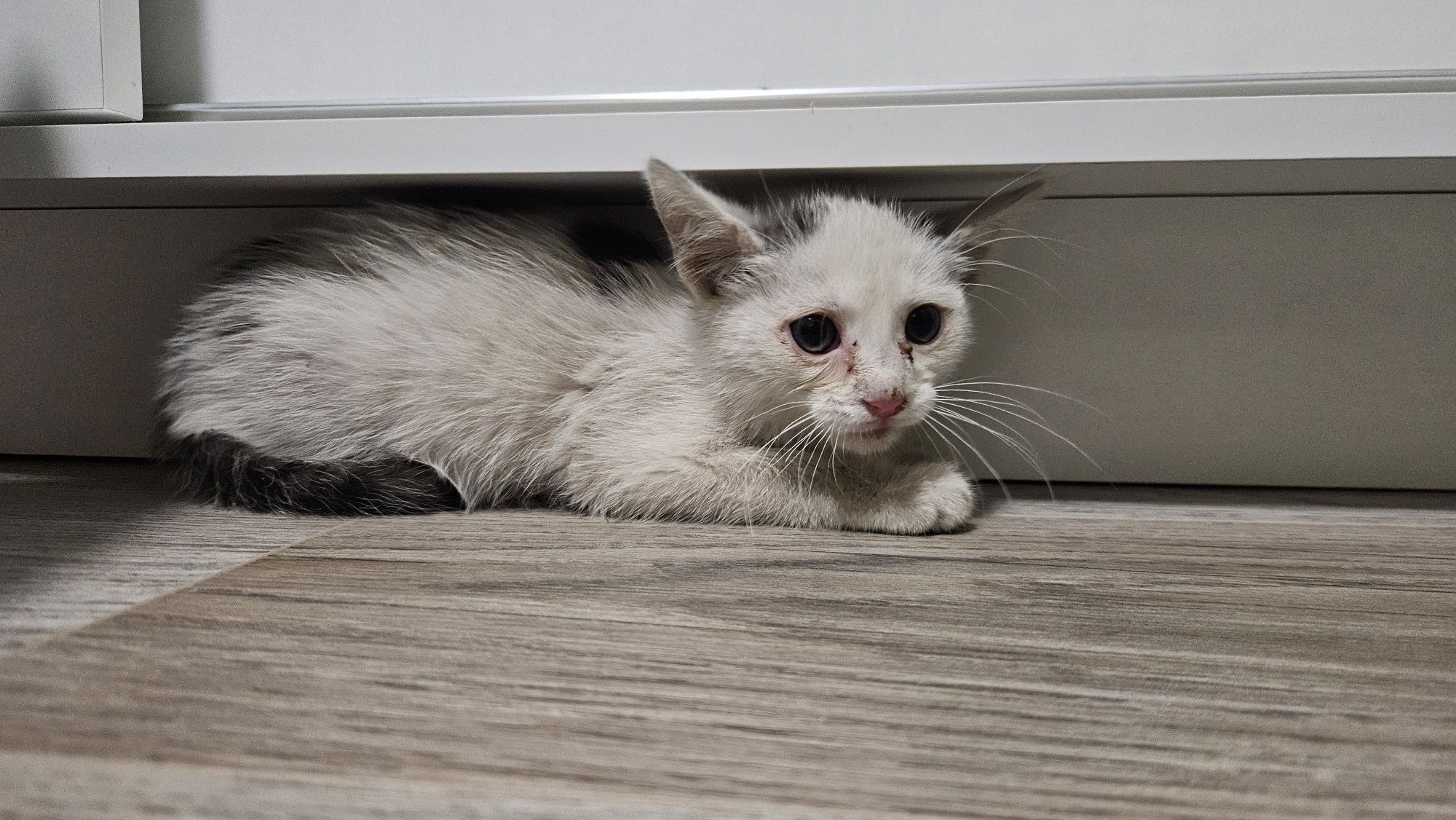 Biały Kot do adopcji