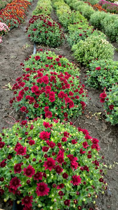 Хризантема мультифлора