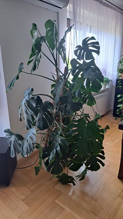 Kwiat Monstera 170cm
