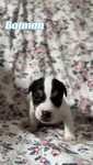 Jack Russell Terrier