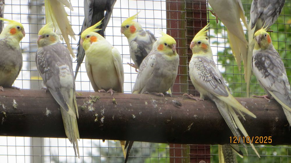 Sprzedam papugi Nimfy.