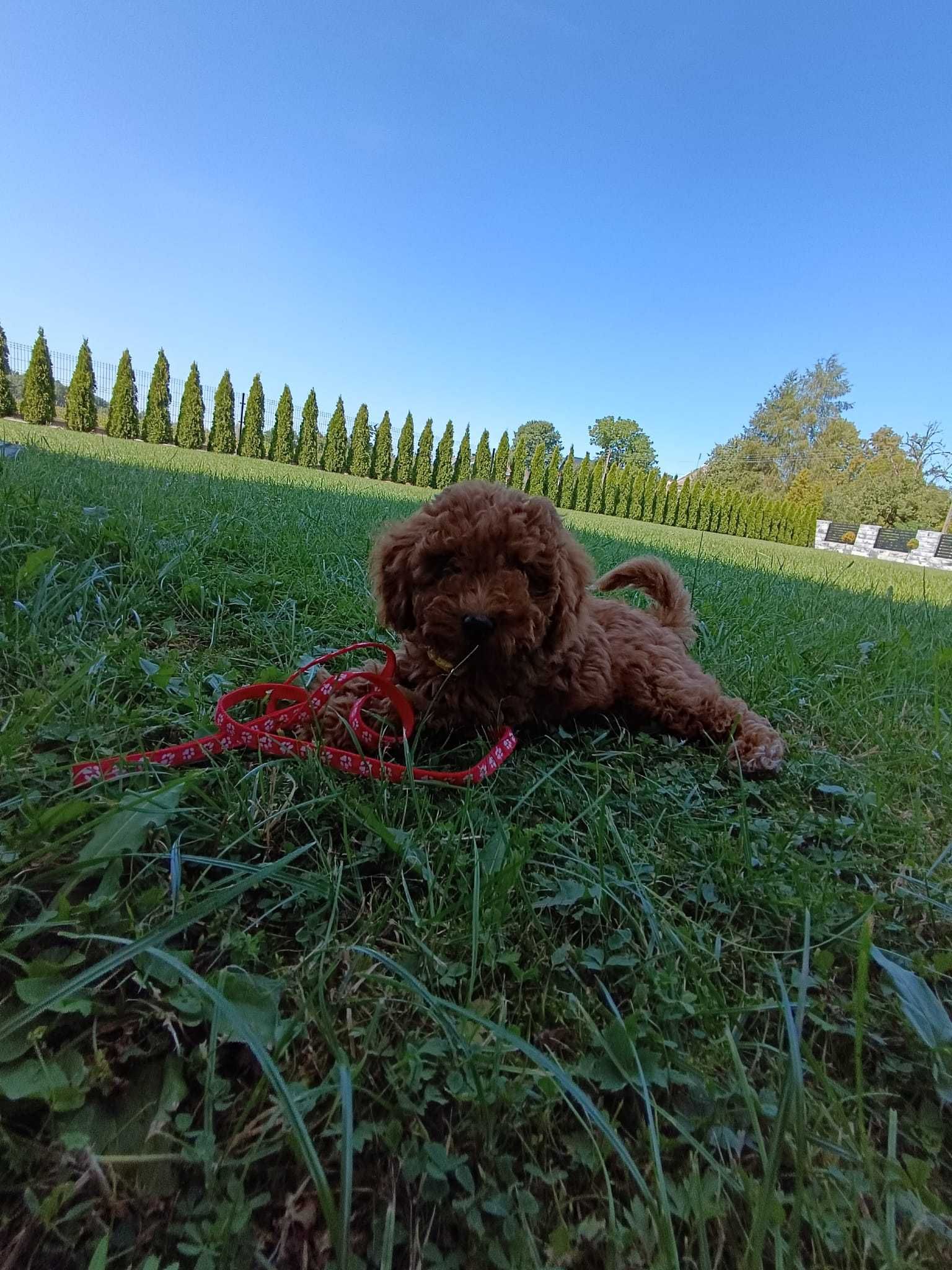 Pudel miniaturowy piękny do odbioru!