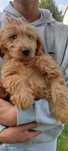 Szczeniak goldendoodle