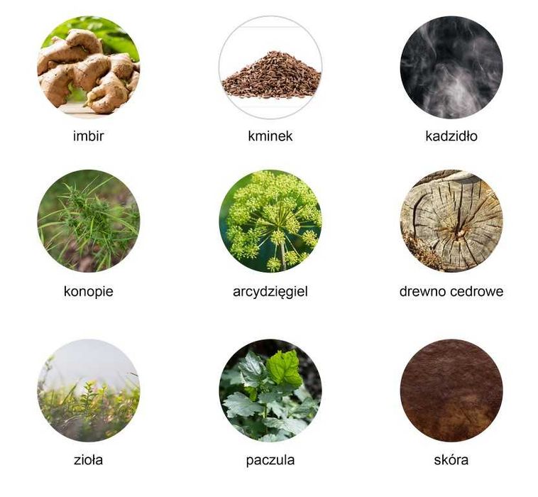 Woda toaletowa męska z nutą konopi 100 ml India