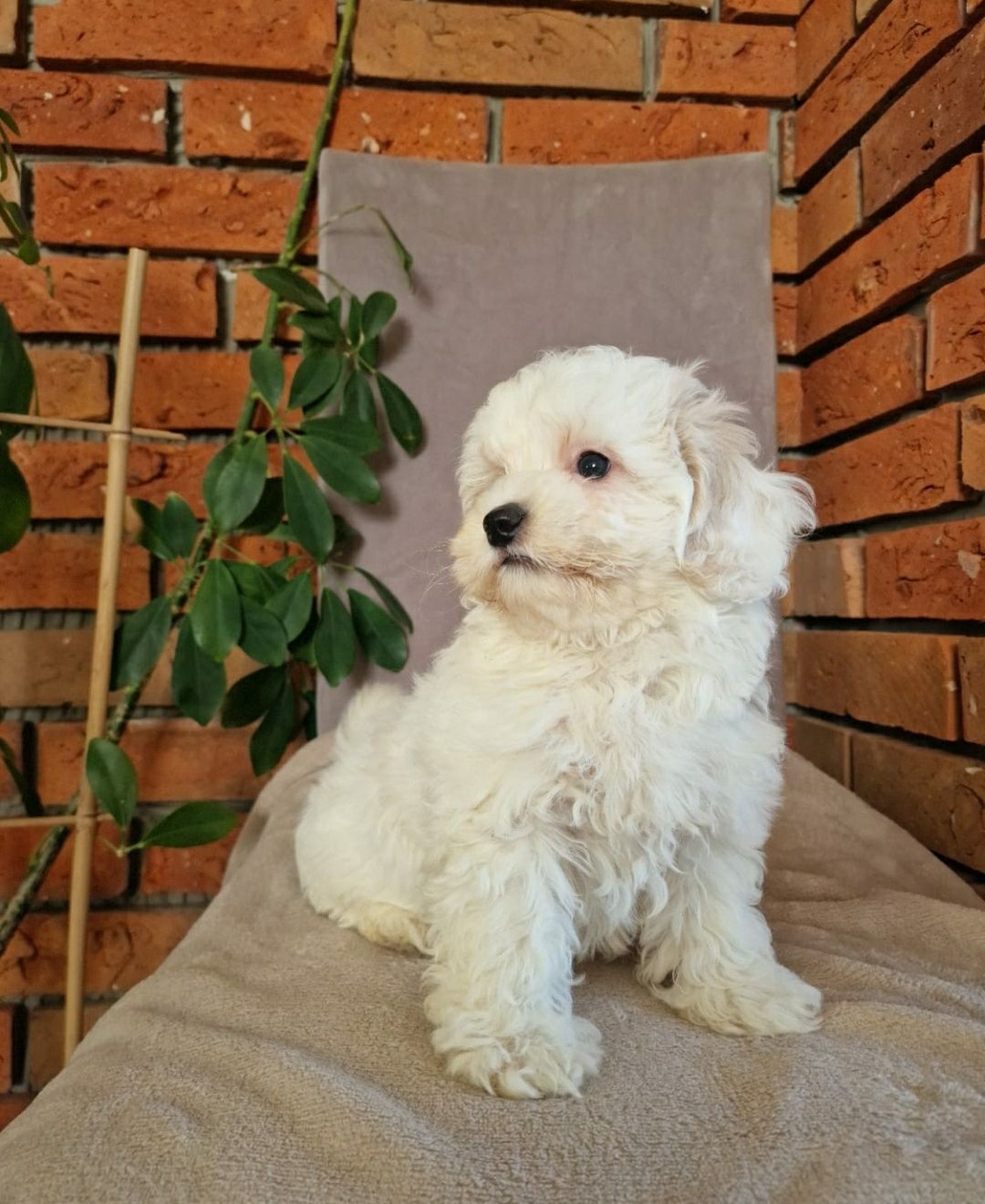 Maltipoo- Piękny Piesek F1