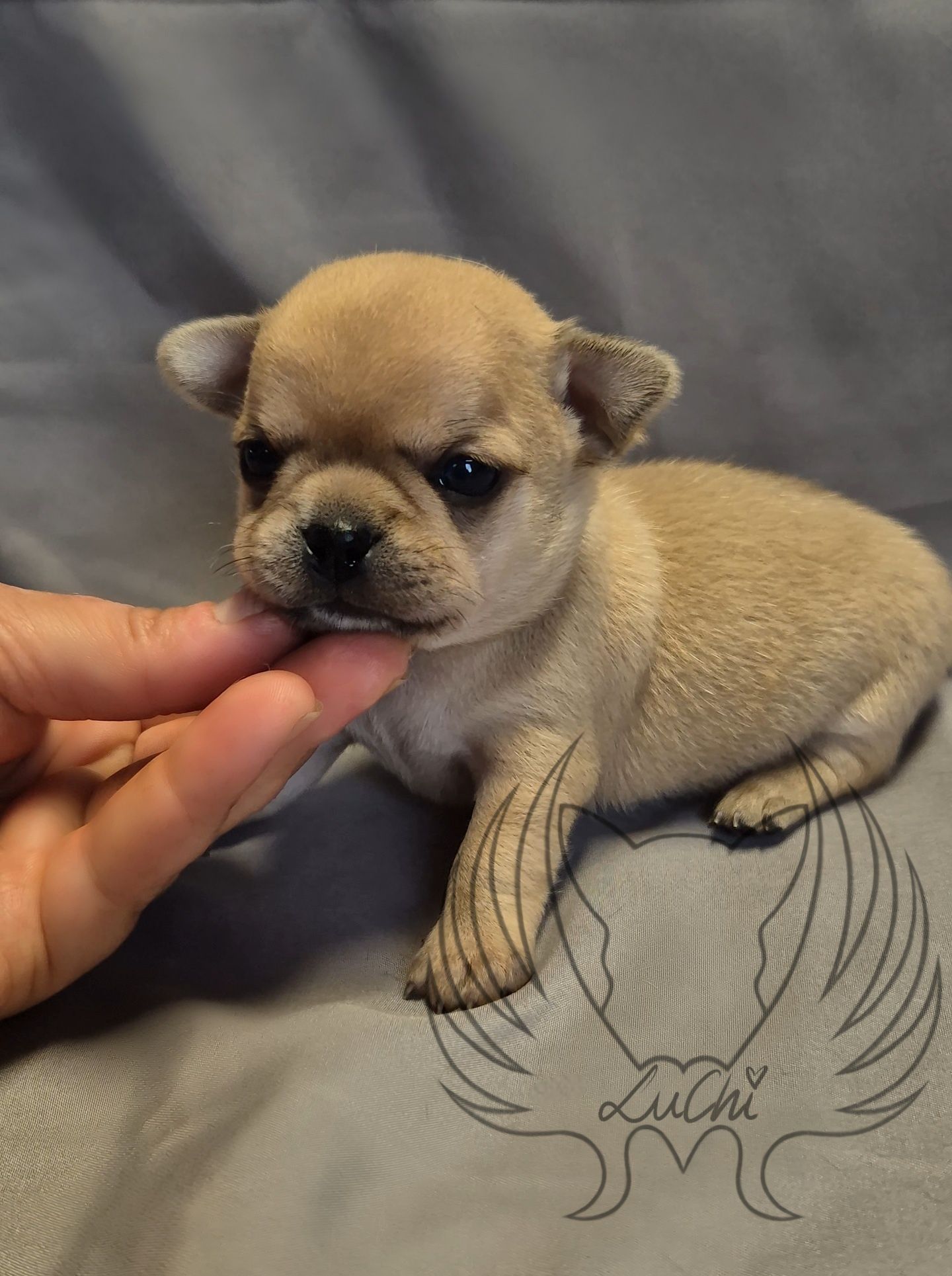 Prześliczny biszkoptowy piesek chihuahua