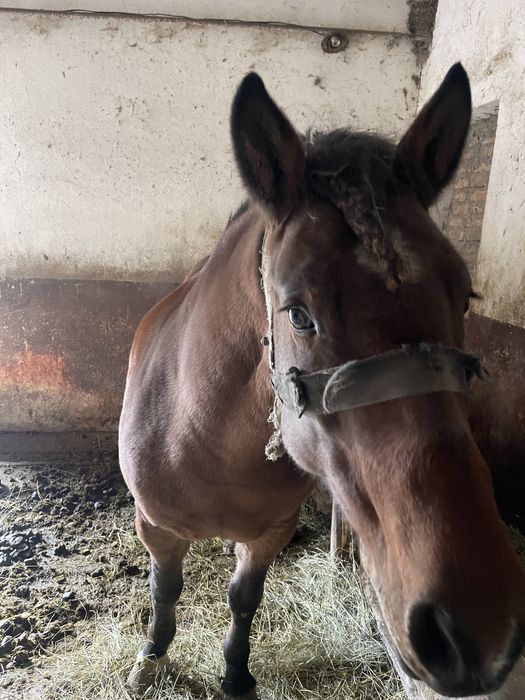 Продаётся кобыла