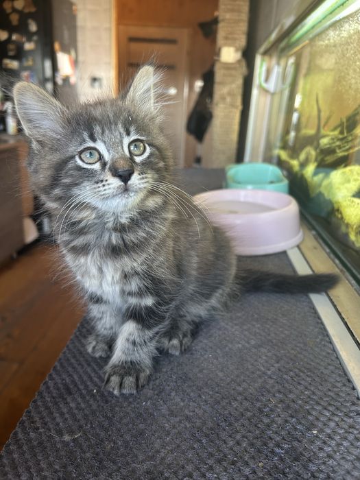 Kotek Norweski Leśny