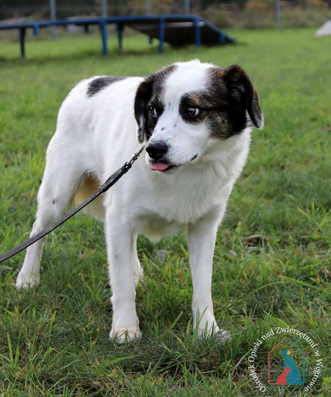 ŚLICZNY, nieśmiały, delikatny, 2 latka, 14 kg - pokochaj