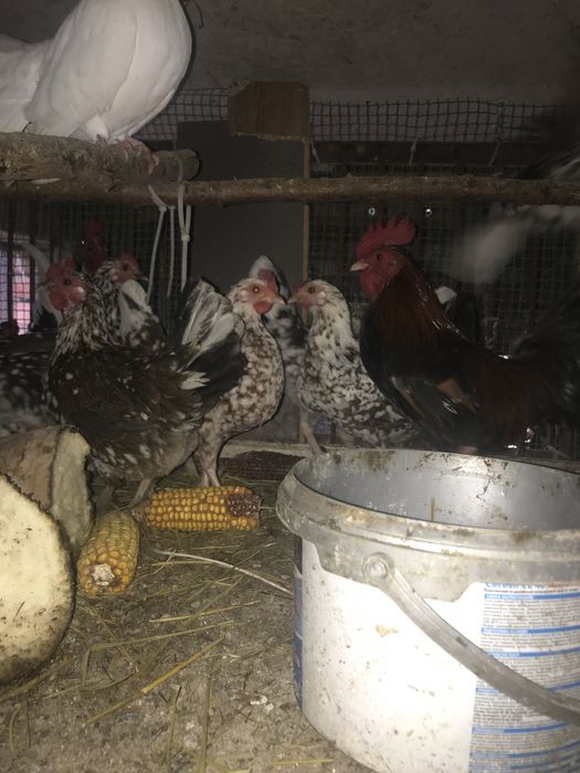 Дикоративні кури та півні