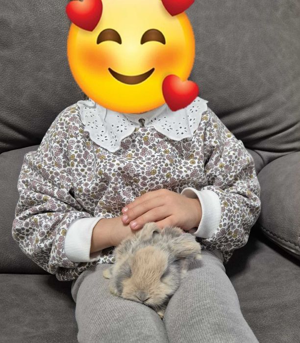 Mini Coelho Loop – Fêmeas Disponíveis