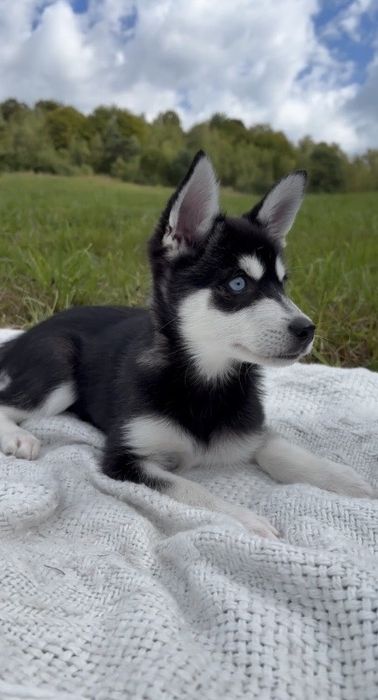 ‼️Аляскінського клі-каю! БЕЗ ЗАПАХУ‼️Терміново розпродаємо щенят!