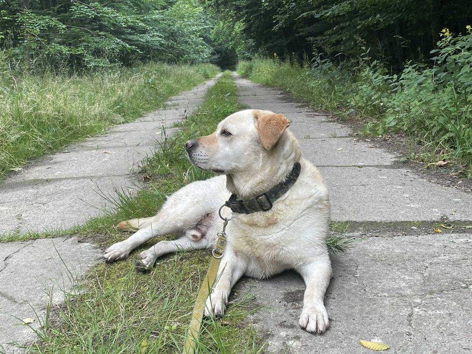 Cudowny labrador Bazyl szuka domu