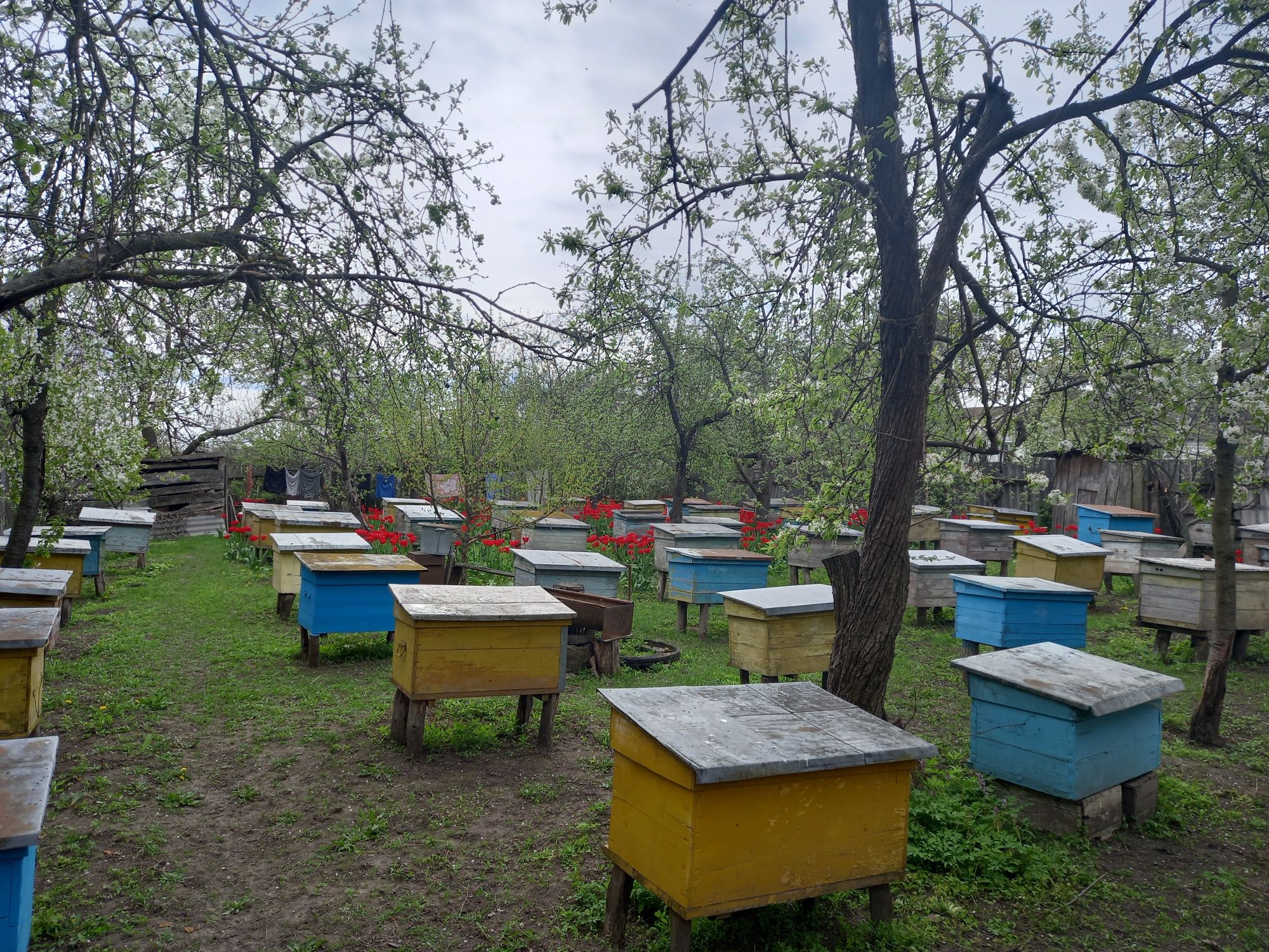 Продам бджолопакети, бджолосім'ї та бджолопродукцію.