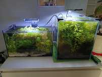 Krewetkarium, akwarium, krewetki Blue Velvet , rośliny, zestaw