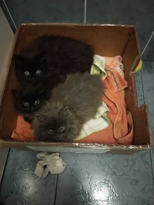 Кошенята безкоштовно в добрі руки