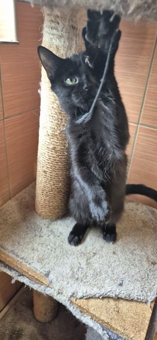 Kotka okolo 5 miesięcy