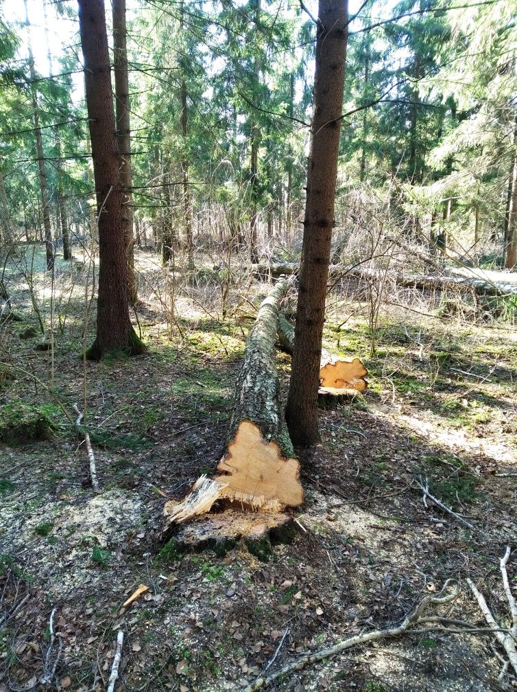 Wycinka drzew oraz cięcie w pieńki