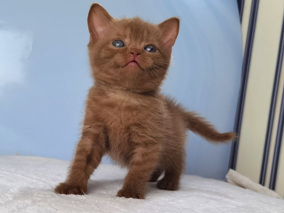Шотландский котик в редком окрасе циннамон с документами