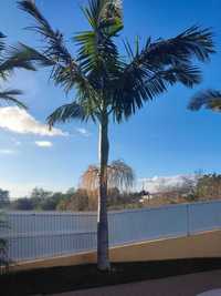 Palmeira Real Australiana