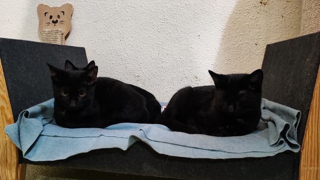 Kilkumiesięczne kociaki w dobre ręce do adopcji
