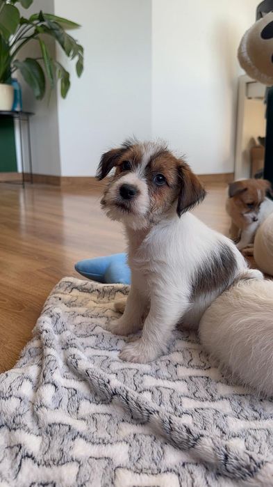 Jack Russell Terrier ZKwP FCI