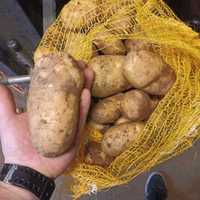 Ziemniak Frytkowy z Żuław 10kg/możliwość wysyłki paletowej