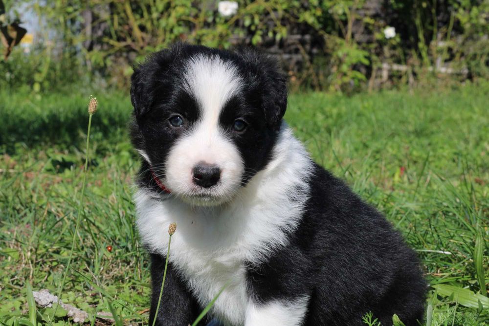 Border Collie piesek czarno biały
