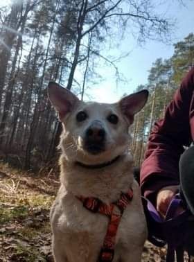 Cudowna Zdzisia czeka na dom stały!!