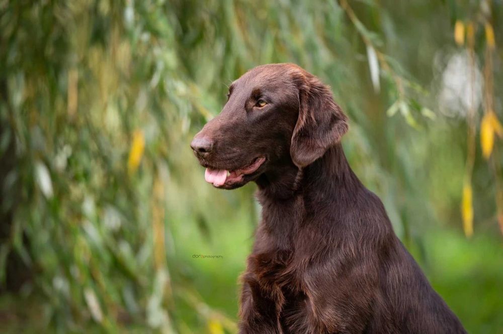 Flat Coated Retriever - czekoladowy samiec FCI/ ZKwP